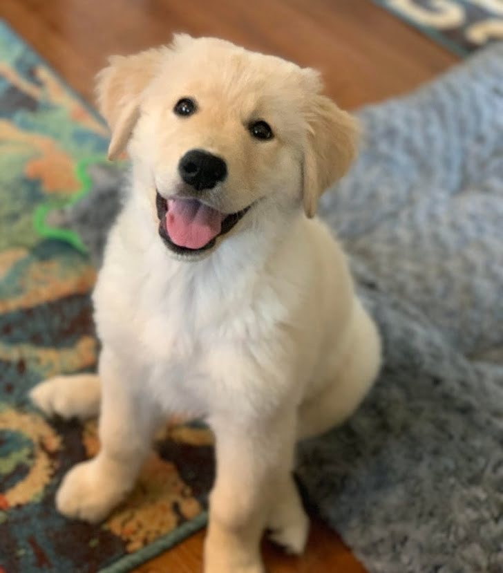 Dogs will wag their tail and smile every time they see you come home