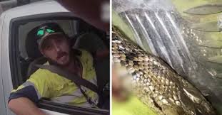 driver and snake