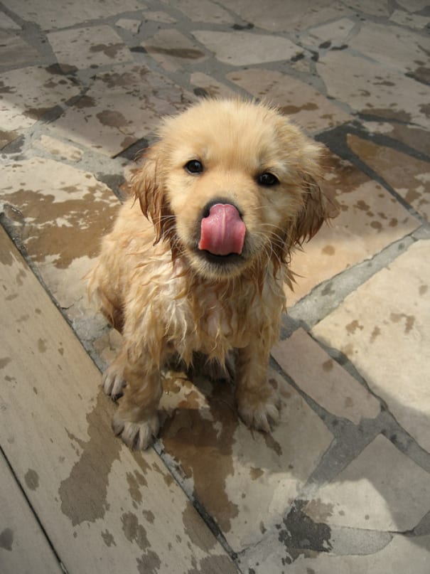 A wet doggo is a bad doggo