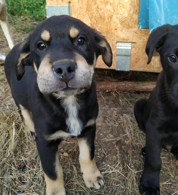 Today someone learned that bees are, in fact, not food