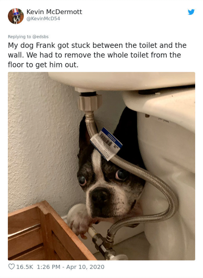 At least he didn’t get stuck in the toilet