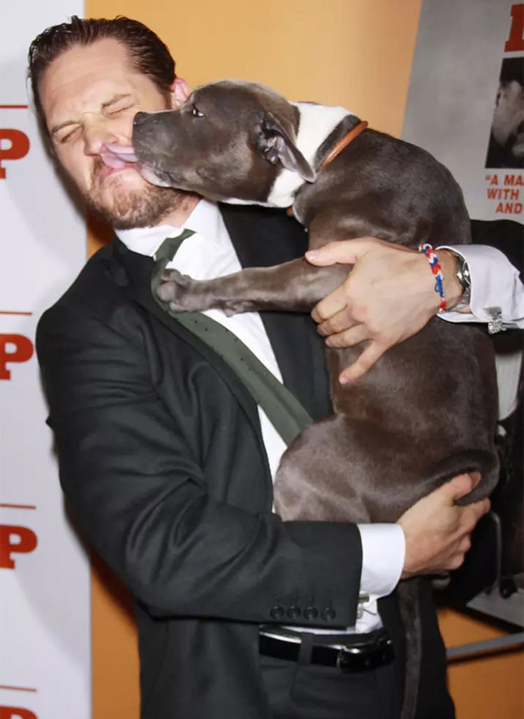 The cute dog licking Tom Hardy