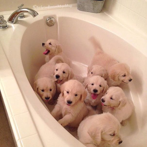 Whoever is bathing them is gonna be drenched.