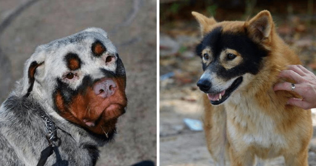 Dogs With Unique And Beautiful Face Markings (20 Pics)