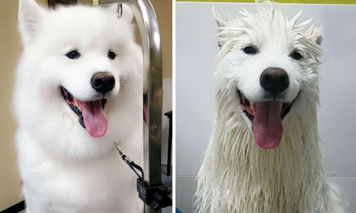 Before Vs. After Bath Pic