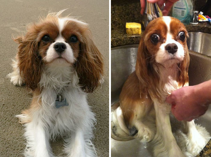 Before Vs. After Bath Pic