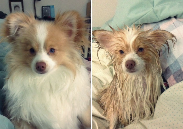 Before Vs. After Bath Pic