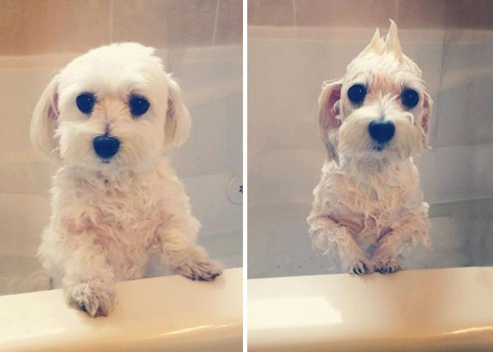 Before Vs. After Bath Pic