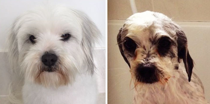 Before Vs. After Bath Pic