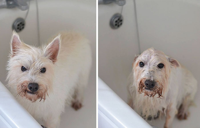 Before Vs. After Bath Pic