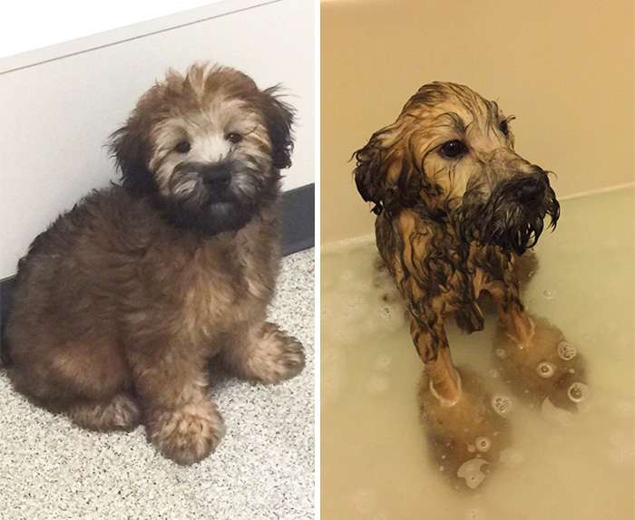 Before Vs. After Bath Pic