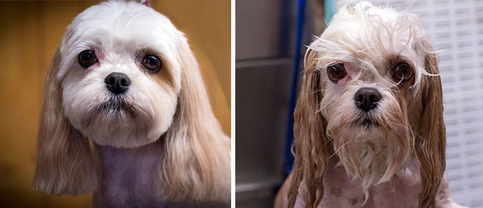 Before Vs. After Bath Pic