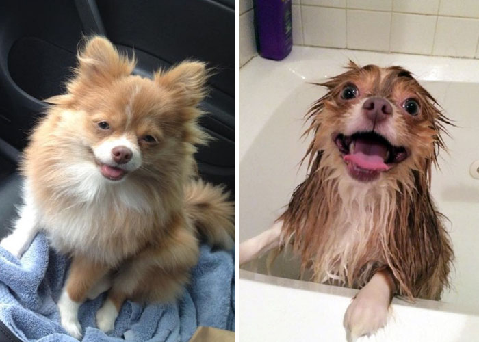 Before Vs. After Bath Pic