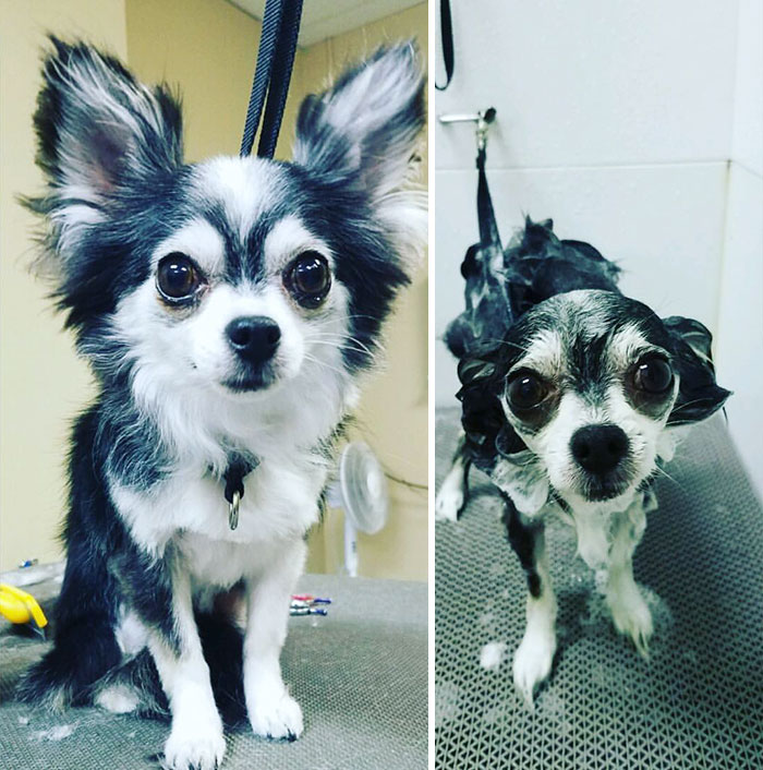 Before Vs. After Bath Pic