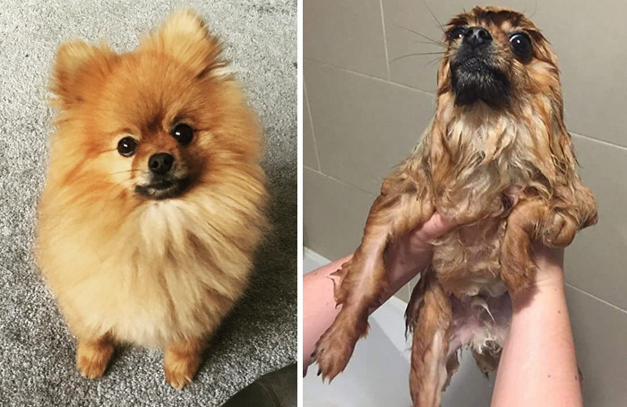 Before Vs. After Bath Pic