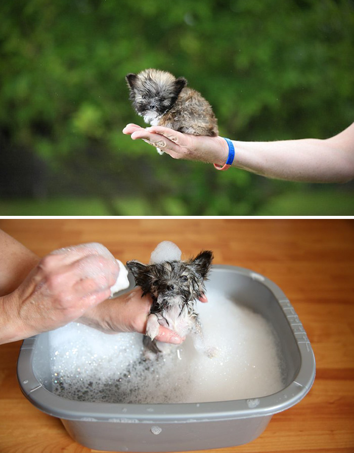 Before Vs. After Bath Pic