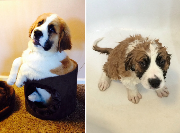 Before Vs. After Bath Pic