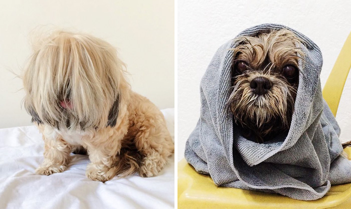 Before Vs. After Bath Pic