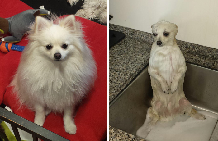 Before Vs. After Bath Pic