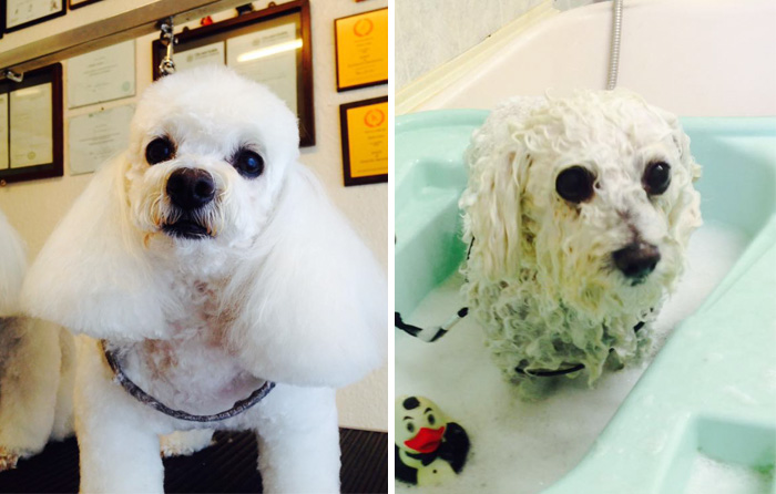 Before Vs. After Bath Pic