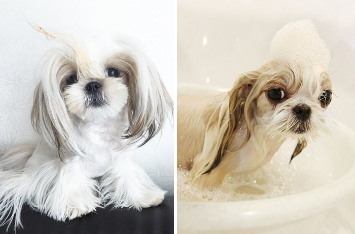 Before Vs. After Bath Pic