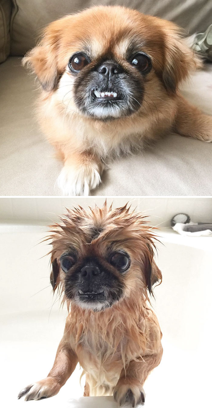 Before Vs. After Bath Pic