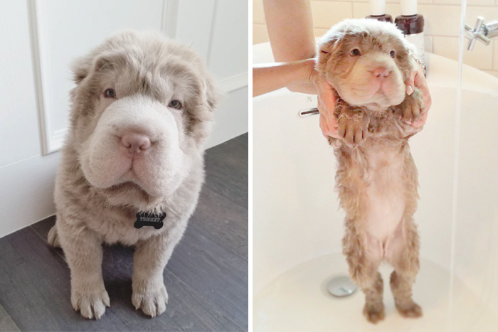 Before Vs. After Bath Pic