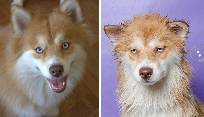 Before Vs. After Bath Pic