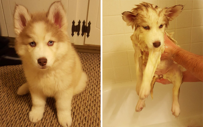 Before Vs. After Bath Pic