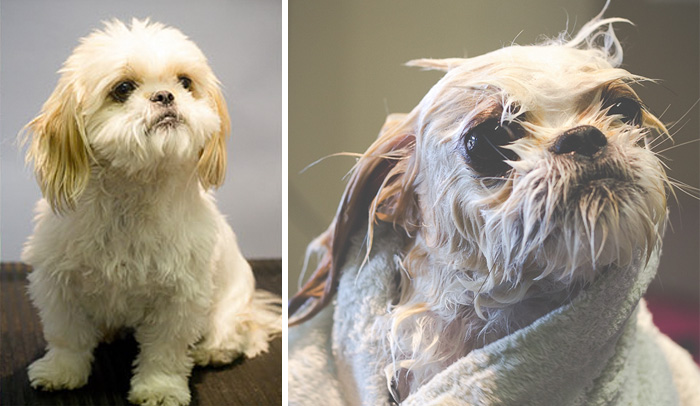 Before Vs. After Bath Pic