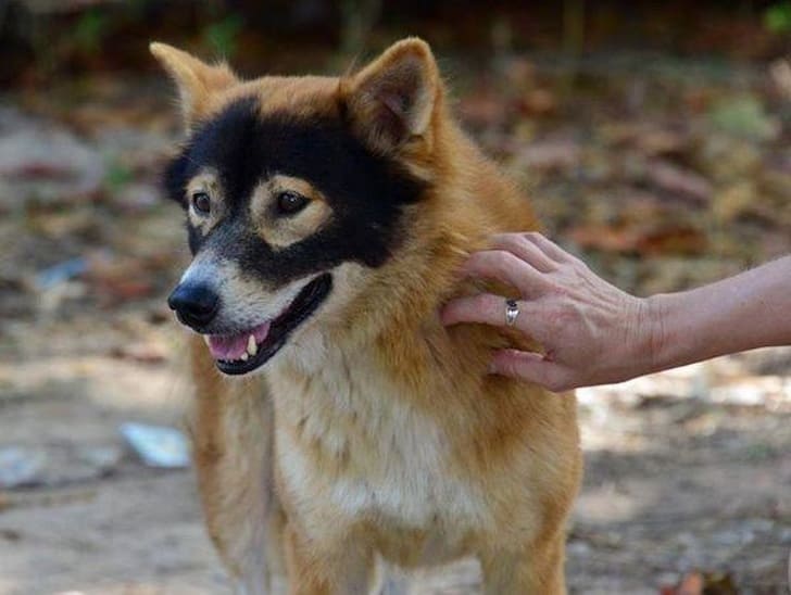 This good boy was clearly supposed to be Zoro’s puppy