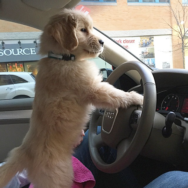 Don’t worry dad, I’ll drive home. I just need some help with the pedals