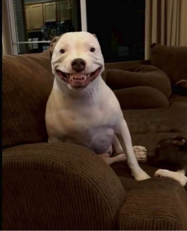21 Hilarious Dogs Showing Their Vicious Teef (New Pics) | Hiptoro