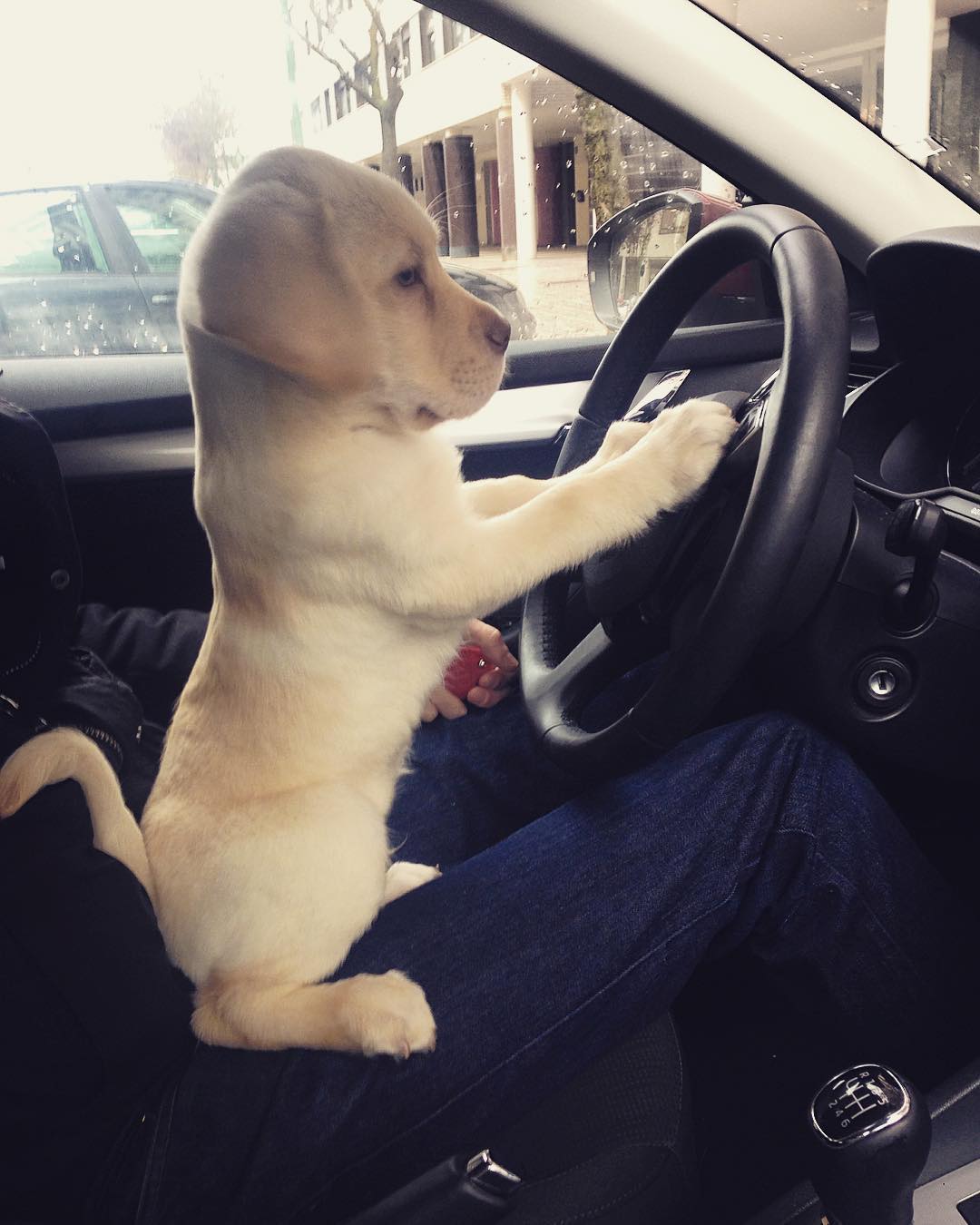 New Driver