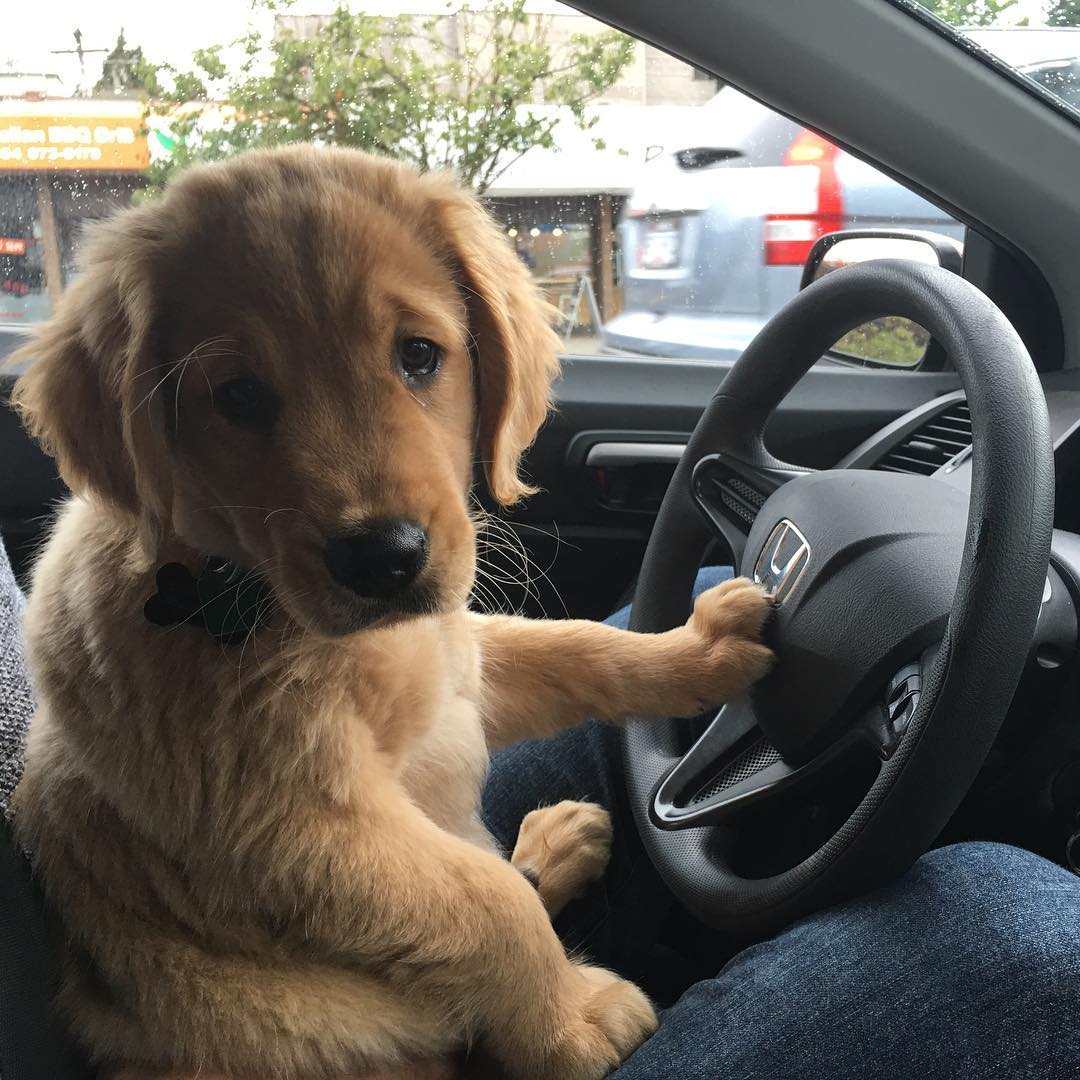 Pup on ride