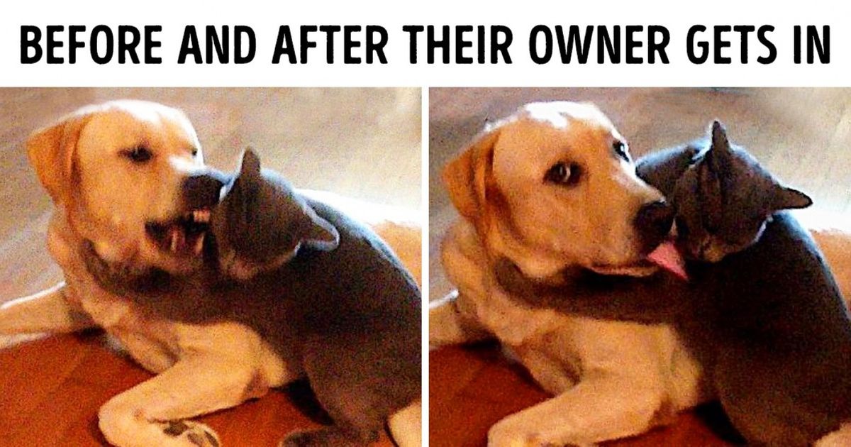 Cats And Dogs Have The Funniest Relationship (20 Pics)