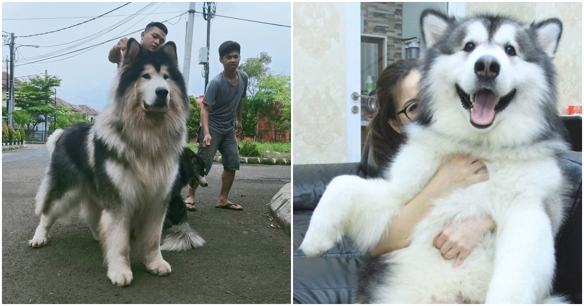 biggest husky