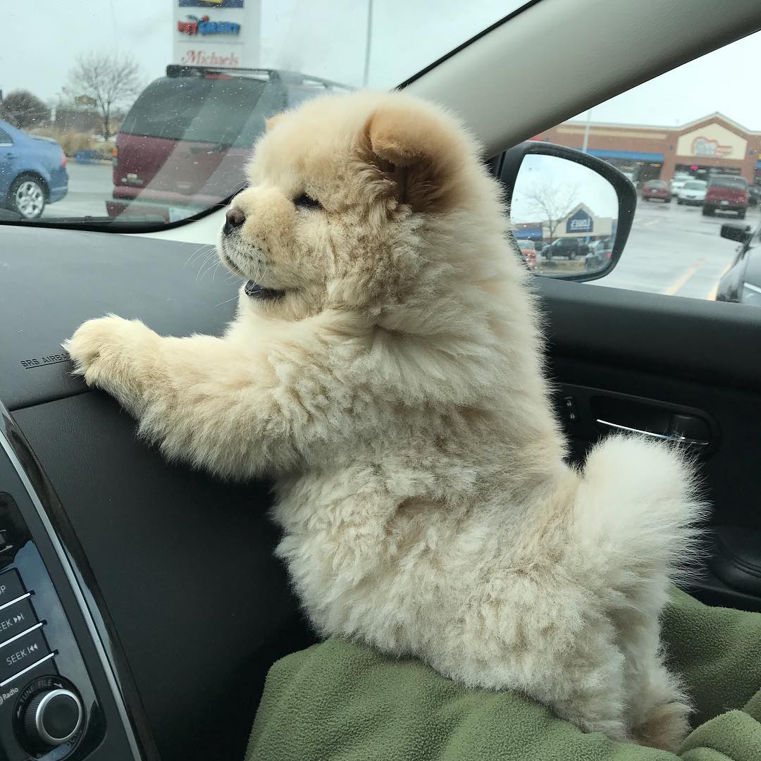 Yay! Car Ride!