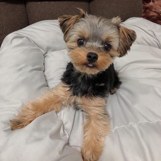 Top 10 Dog Breeds For Emotional Support