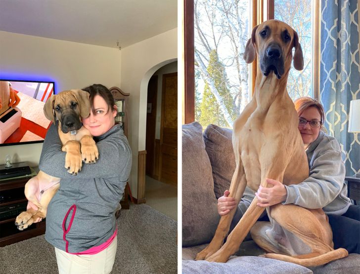 From a little puppy to a gigantic dog