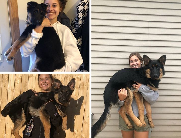 Beasley is a 3-month-old puppy in the first pic, then a 5-month-old doggo in the second pic, and a 7-month-old beast in the last pic!