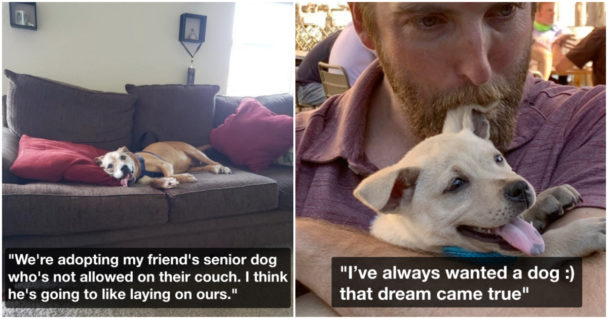 Adorable Dogs Who Just Got Adopted And Found Their New Forever Homes