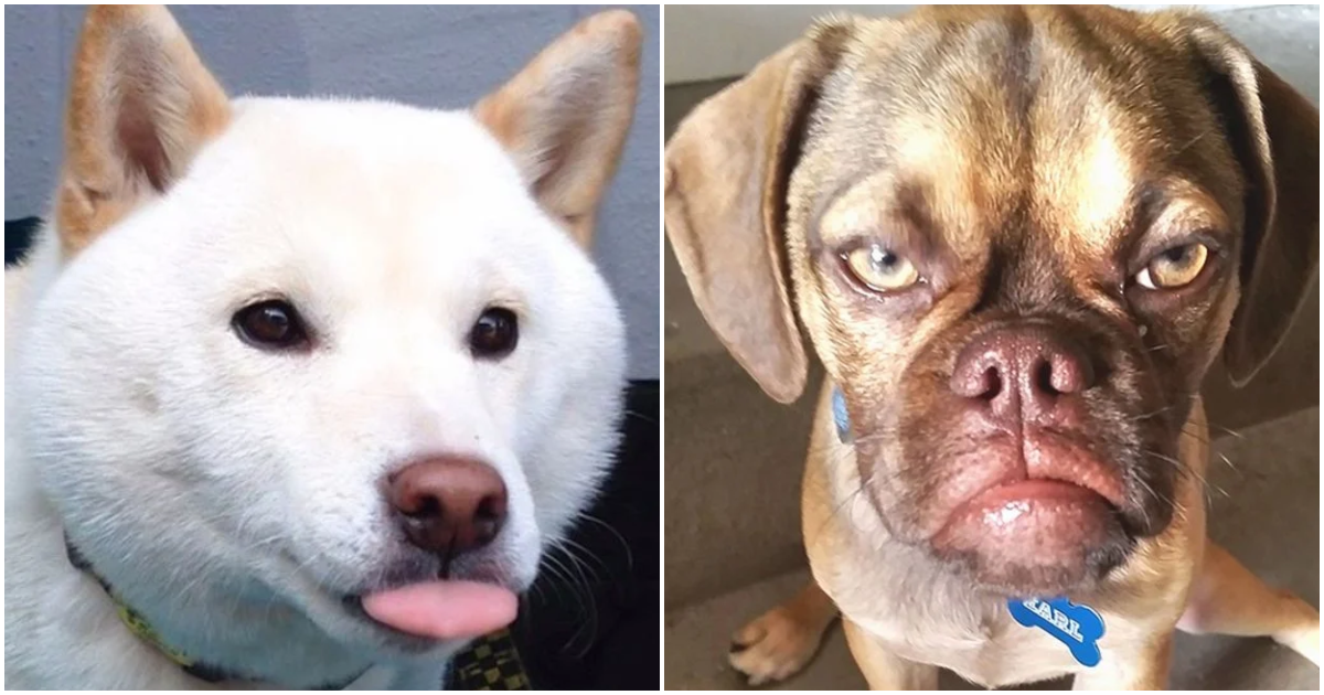 Dogs Whose Facial Expressions Are Downright Hilarious (15 Pics)