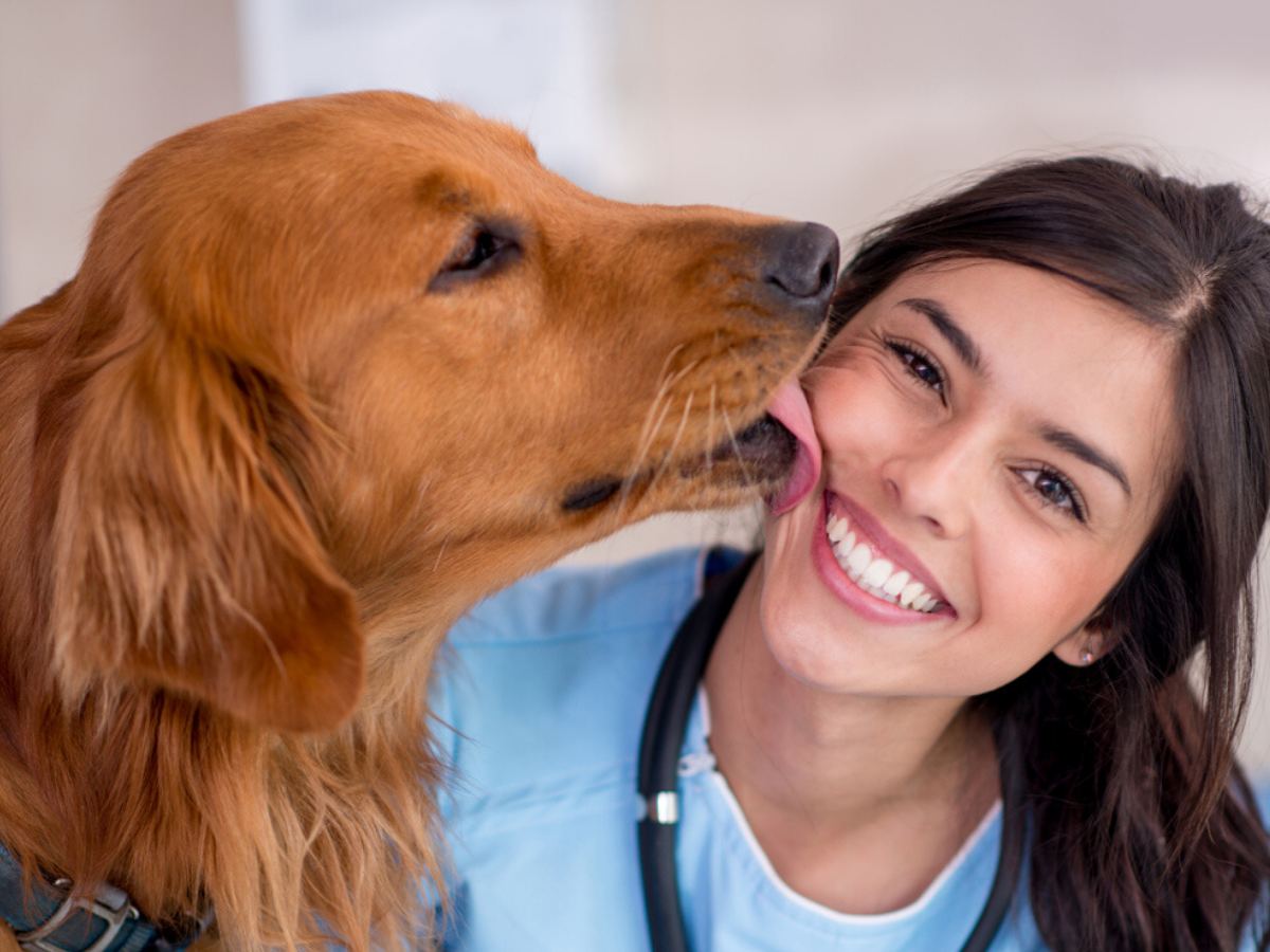 Dogs’ saliva has healing properties