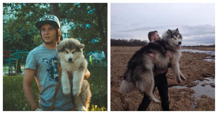 This little puppy turned into a giant furry beast