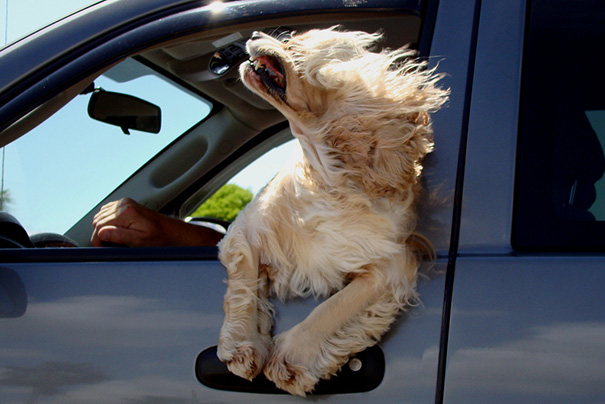 Dog Enjoying The Wind