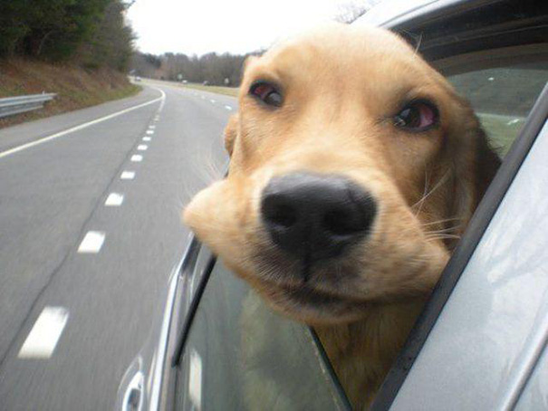 My Friend's Dog Loves Car Rides