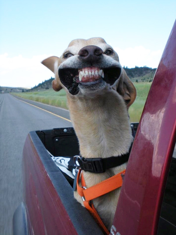 Dog Vs. Wind