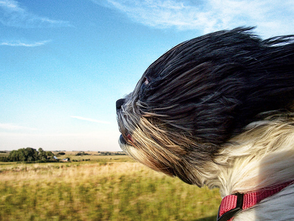 Dog Dealing With Wind