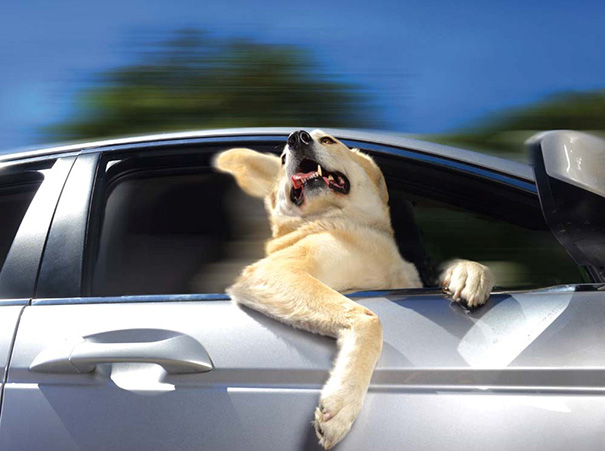 Dog Enjoying The Wind